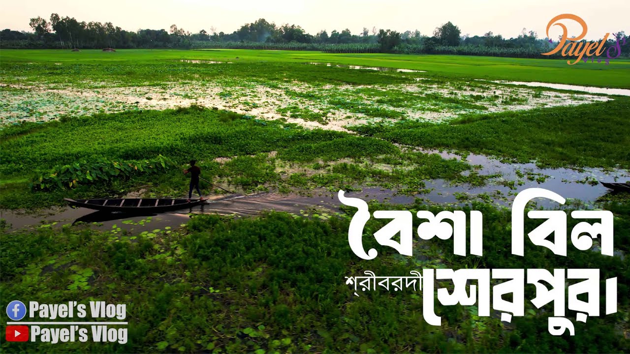 বৈশা বিল, শ্রীবর্দী, শেরপুর ।। Boisha Bil Sherpur।। Boisa Bil Sreebordi