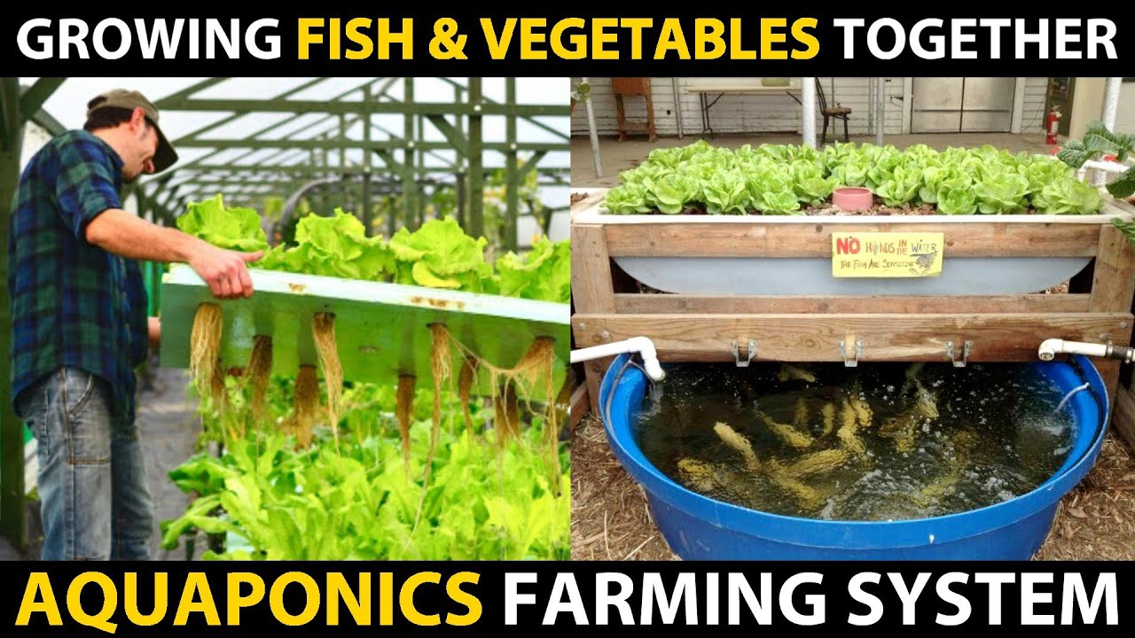 Growing Fish and Vegetables Together..! AQUAPONICS SYSTEMS | Aquaponic Farming Setup Beginners Guide