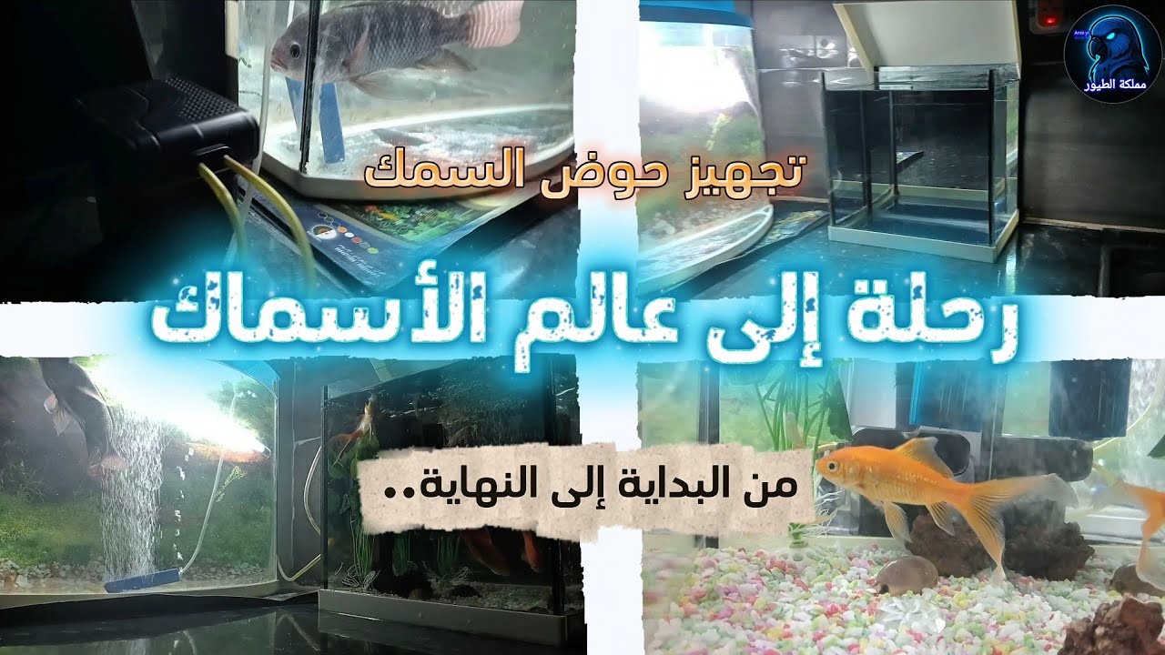 تجهيز حوض السمك | رحلة إلى عالم الأسماك 