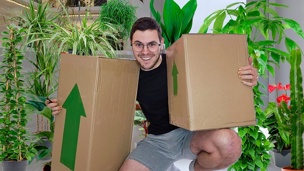 Unboxing Plantas de interior + Cactus