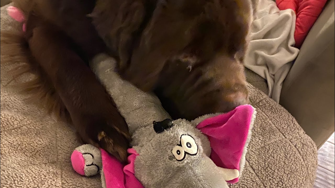 NEWF CHRISTMAS 2019