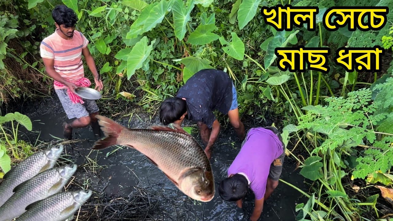খাল সেচে মাছের ধরা, কাতলা রুই বাটা ভরা। Canal Fishing &ndash; Katla, Rui & Bata 