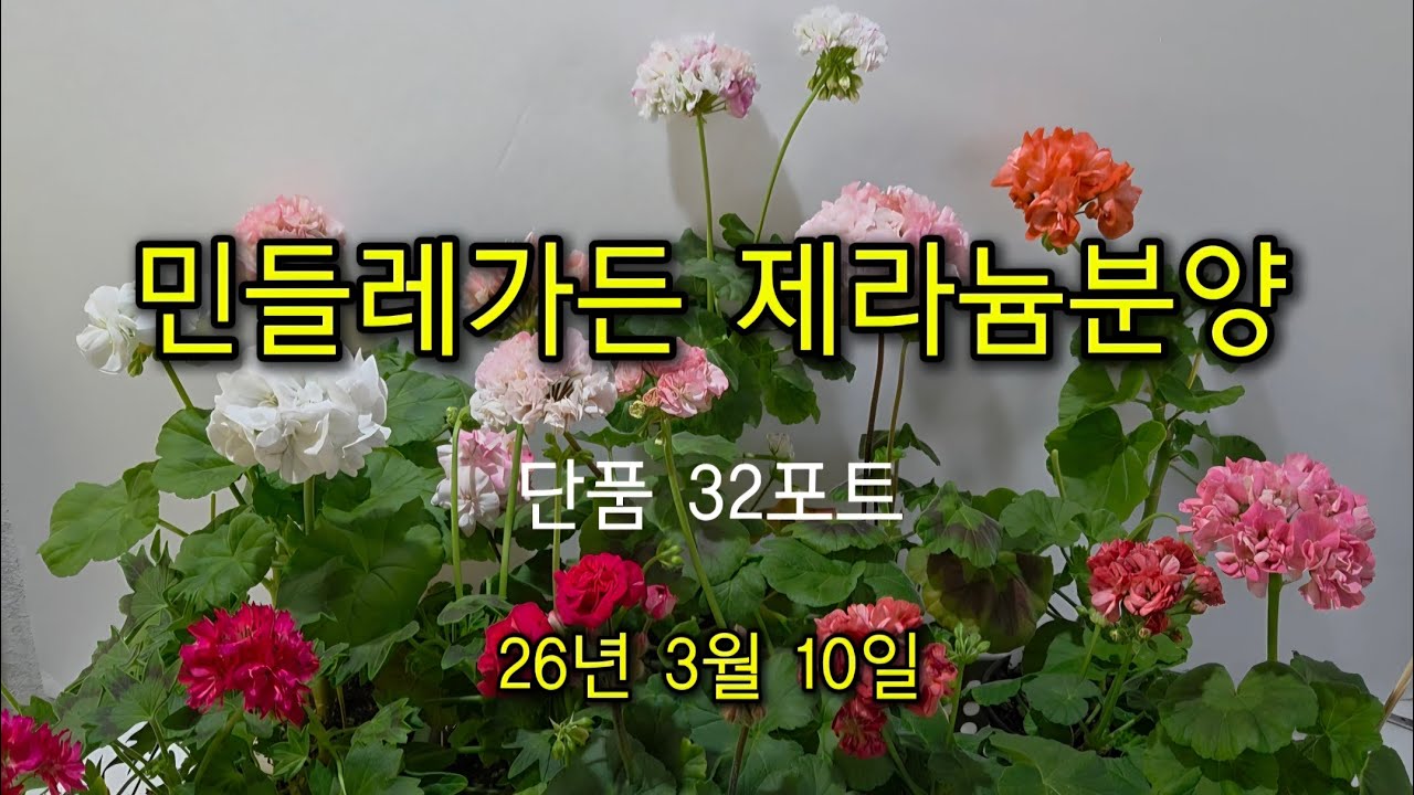 3월 10일  제라늄분양(민들레가든)