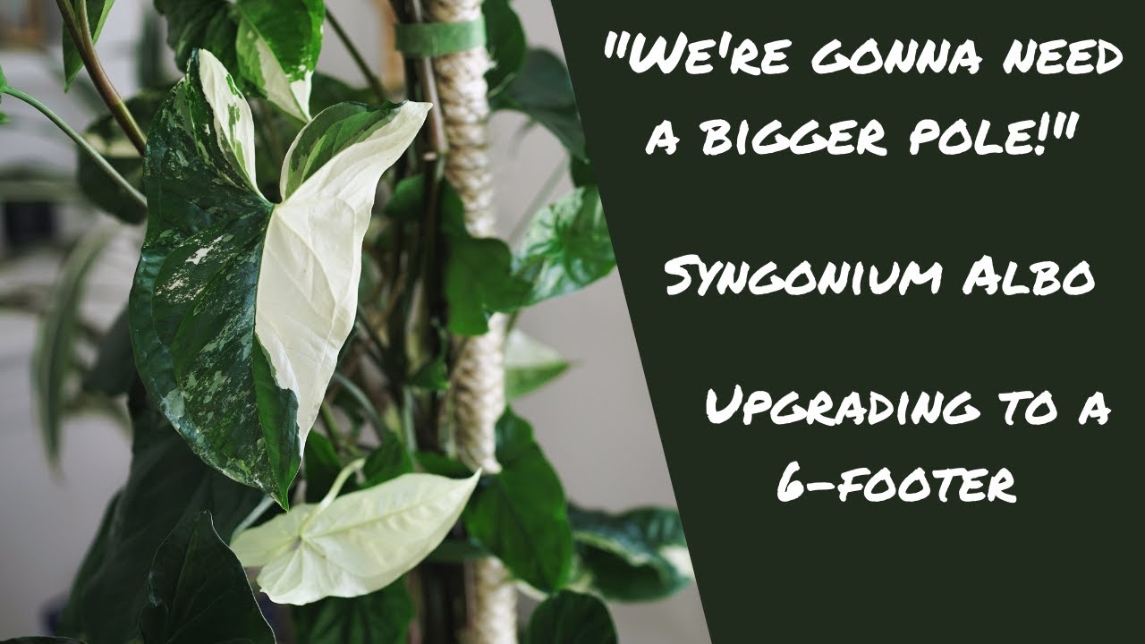 Syngonium Albo Gets a Bigger Plant Pole