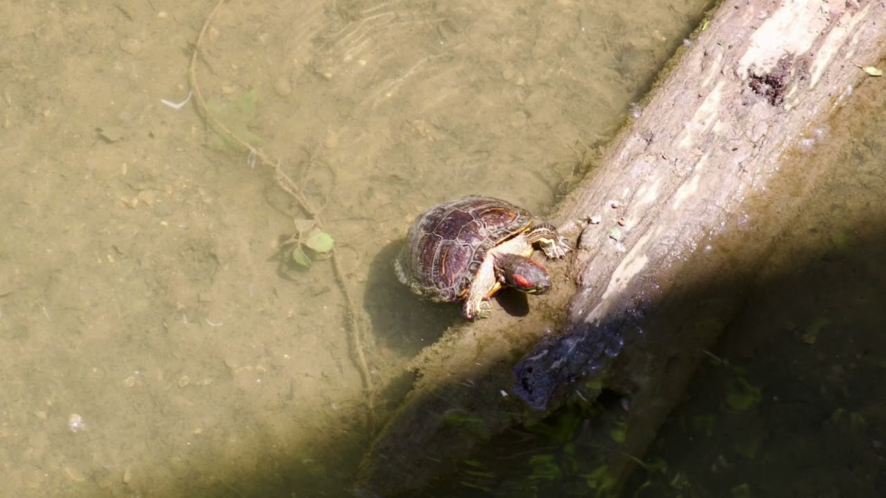 Turtle Tour Photo Gallery (3) by Gord Harrison, London, ONT. From the Mighty Thames River, Canada