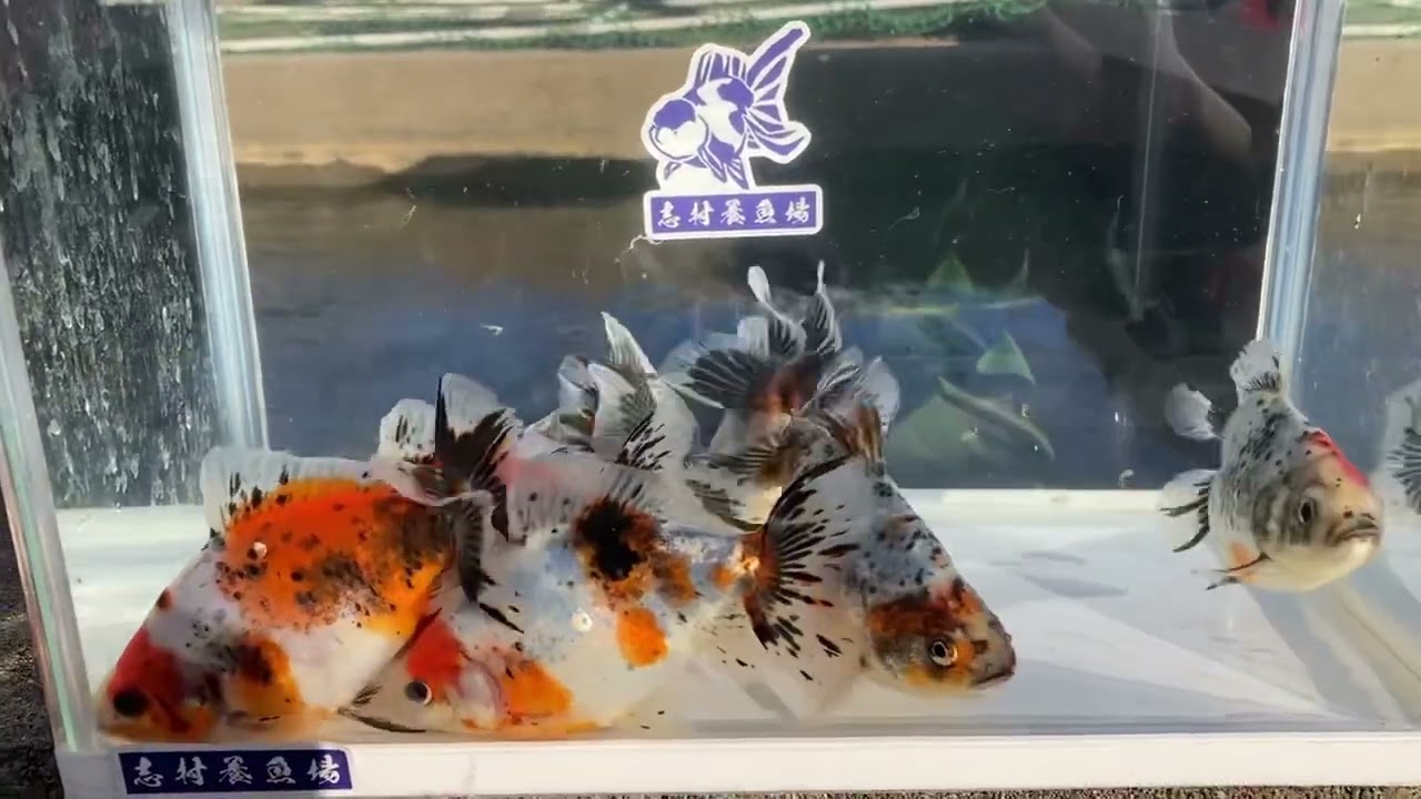 【福袋】江戸地金 当歳魚 約13cm前後