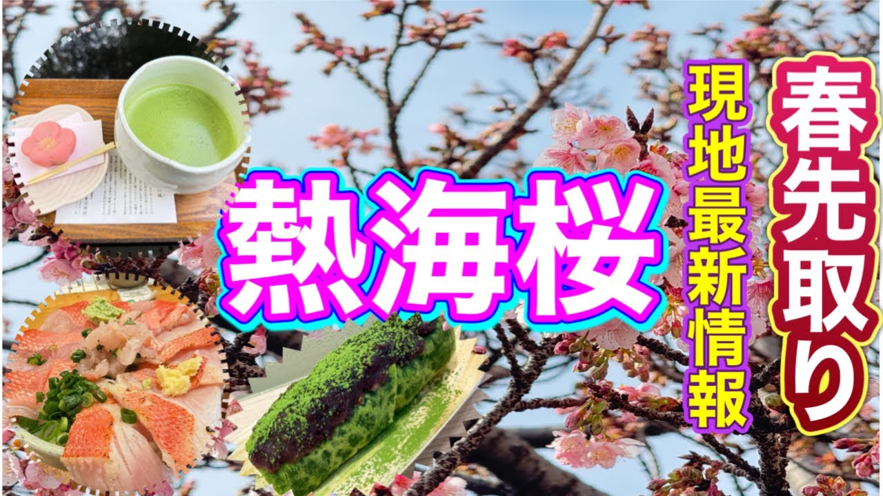 【熱海】2025/1月23日の熱海桜最新情報／早咲き桜を見に行こう/熱海人気店/女ひとり旅