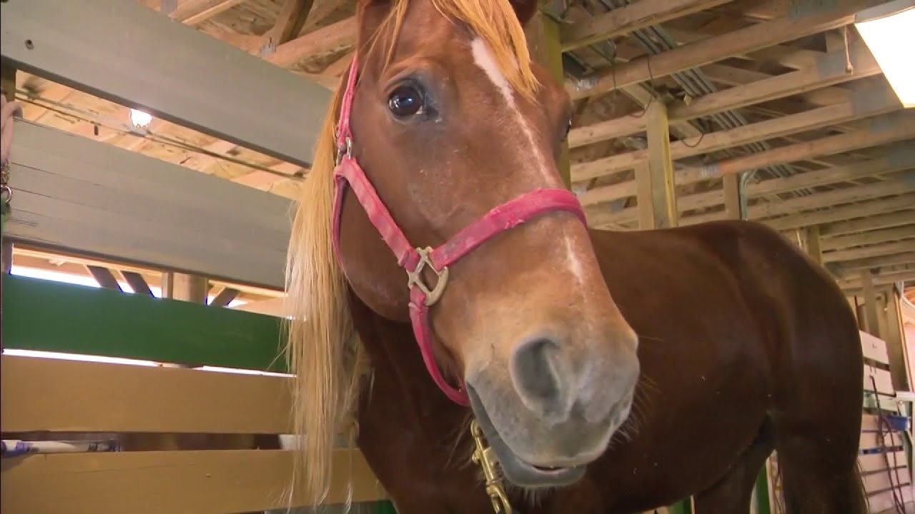 2 horses and thousands of pounds of marijuana found in South Miami-Dade