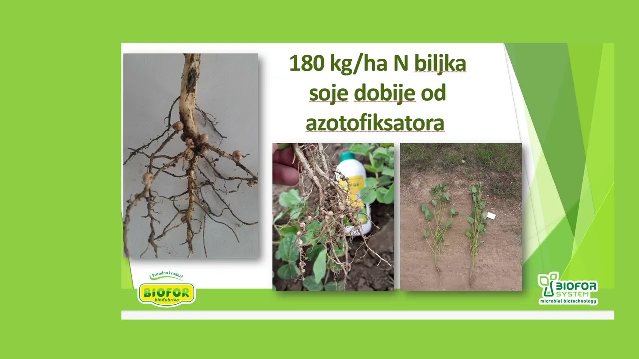 Kako da PRIRODNO ishranite biljke i postignete odlične rezultate