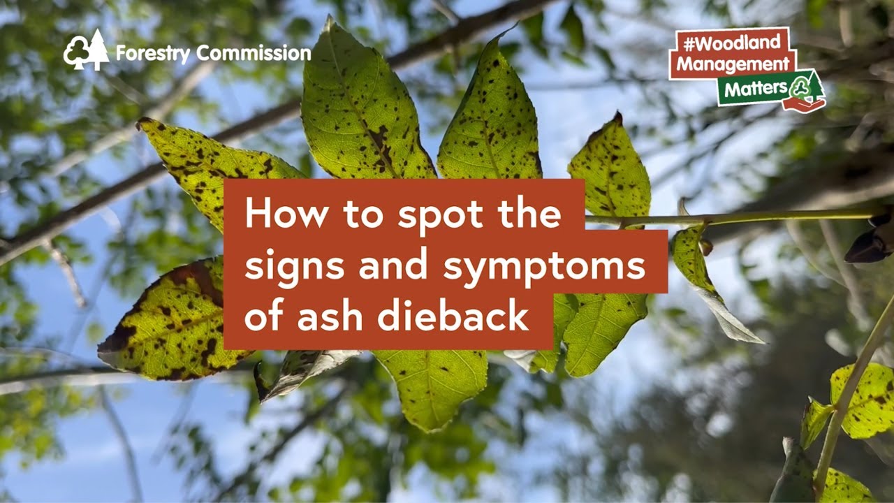 How to spot the signs and symptoms of ash dieback