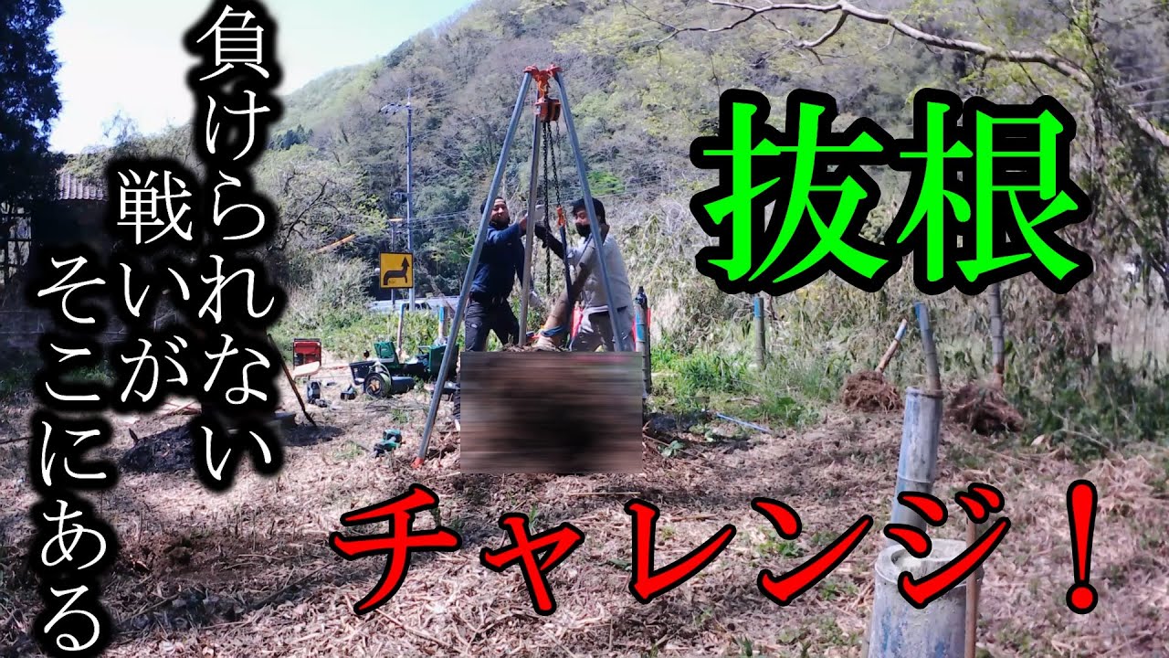 竹の抜根リベンジ！秘密兵器登場！