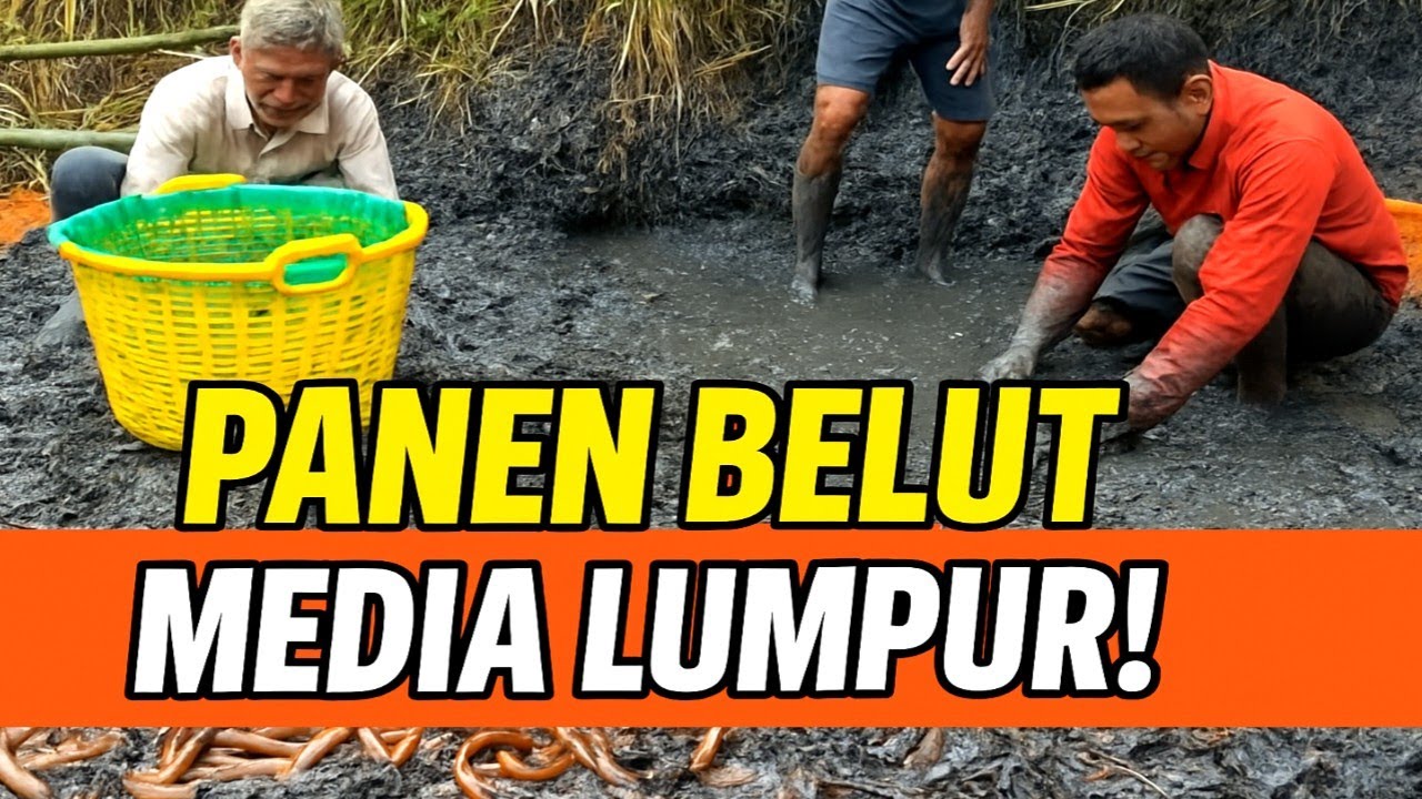 💥PANEN BELUT MEDIA LUMPUR! Teknik Tradisional, Hasil Maksimal 🚜