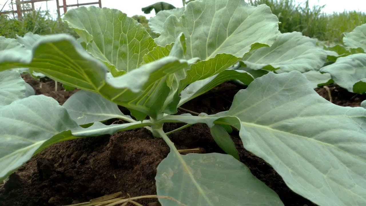 A Z Cabbage Growing Tips1