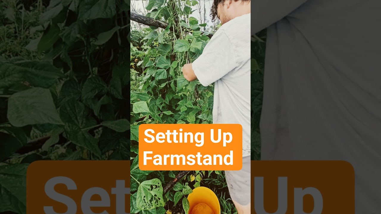Getting My Organic Farm Stand Ready For Business In Hawaii