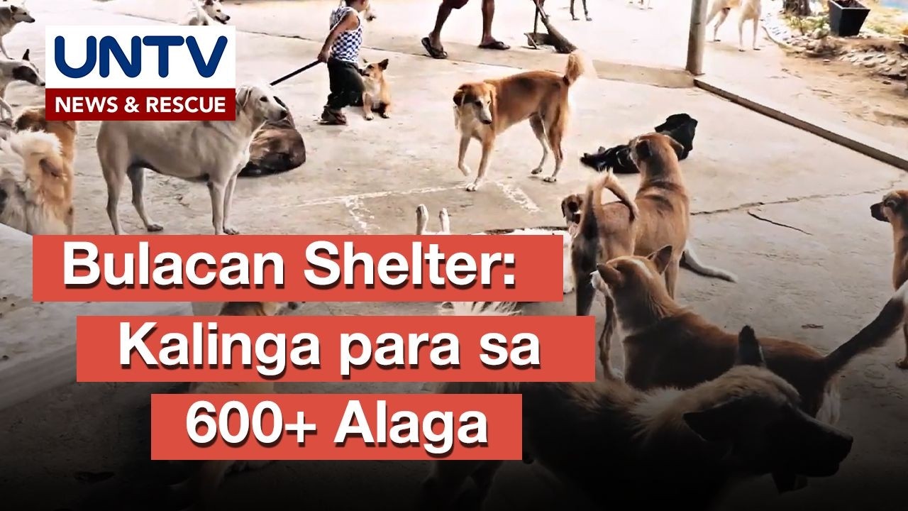Animal Shelter sa Bulacan, inaalagaan ang mahigit 600 aso at pusa