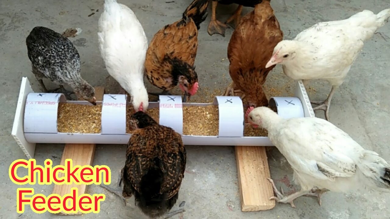 Smart Idea Waste Free Chicken Feeder // PVC Chicken Feeder Forever