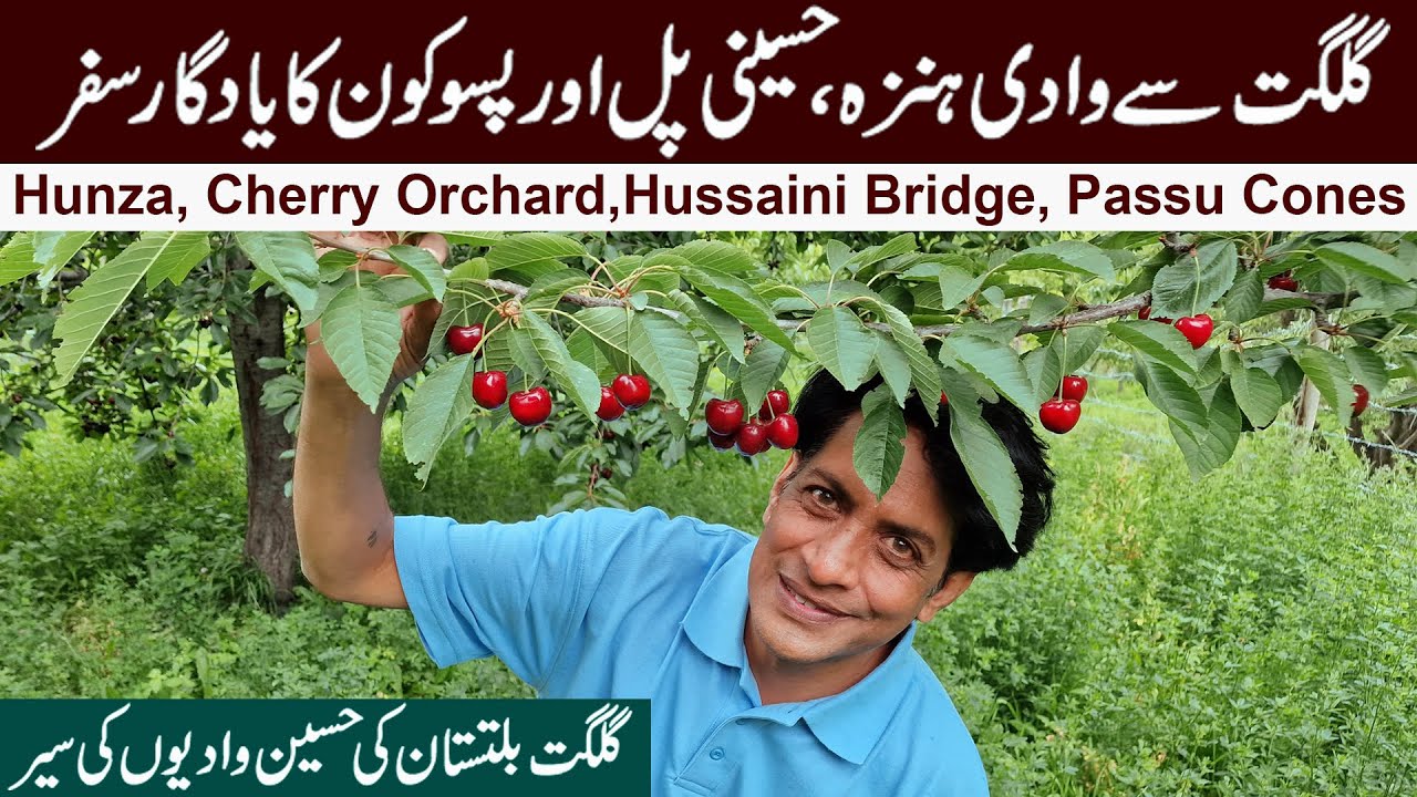 Gilgit to Hunza Vallley Travel | Cherries Orchard | Hussaini Bridge | Passu Cones | June 2022