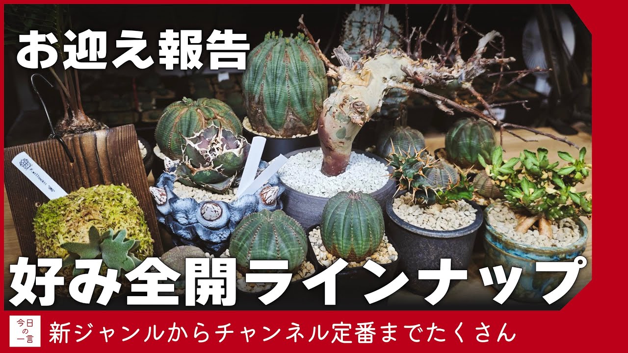 【カタフ】灌木からユーフォルビアまで最近お迎えした植物たちを紹介したい【アガベ・塊根・多肉】