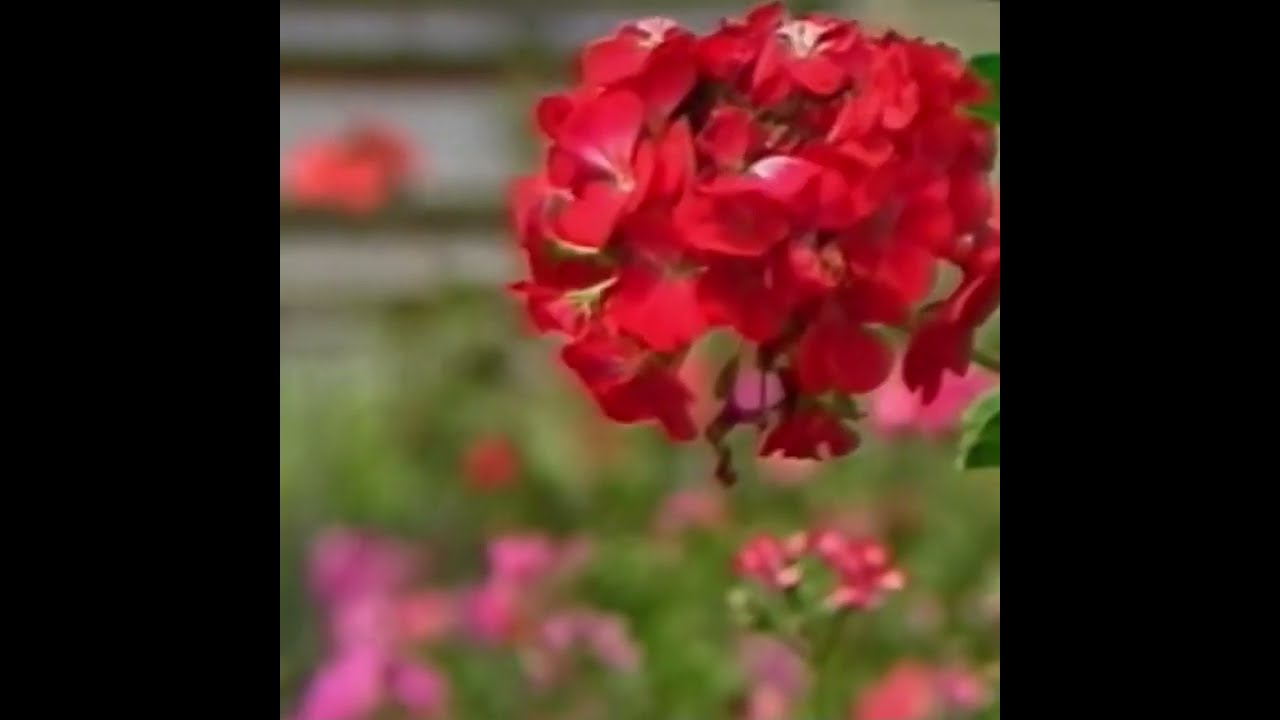 Les plantations de chrysanth&egrave;mes (1986) - Archives R&eacute;union 1&egrave;re