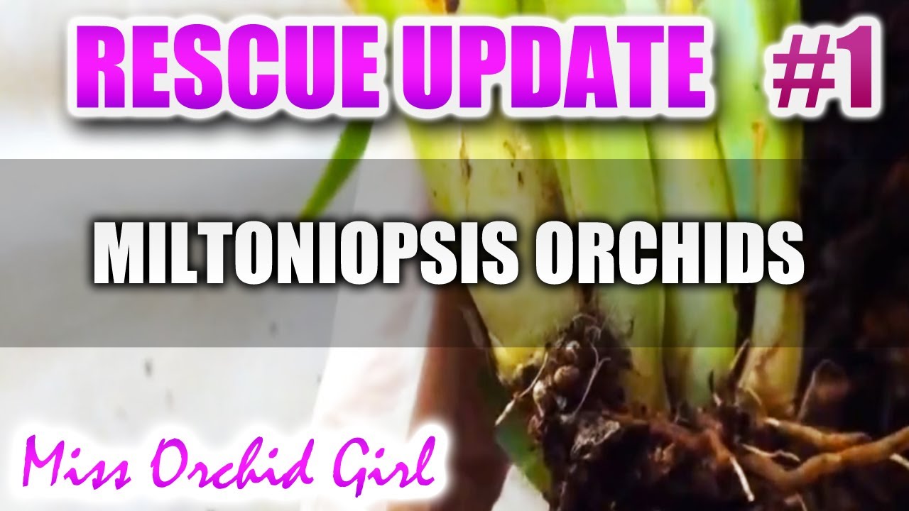 Rescuing Miltoniopsis - Update 1