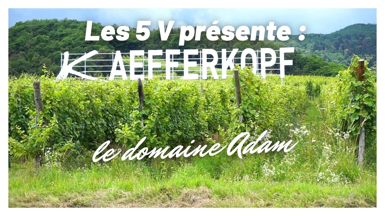 Sur la route des Vins d'Alsace : Le grand Kaefferkopf au domaine Jean-Baptiste Adam - Les 5 V