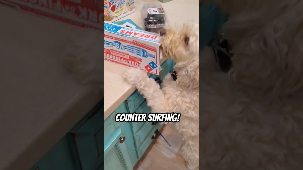 Let's go counter surfing! 😂🐻 #shorts