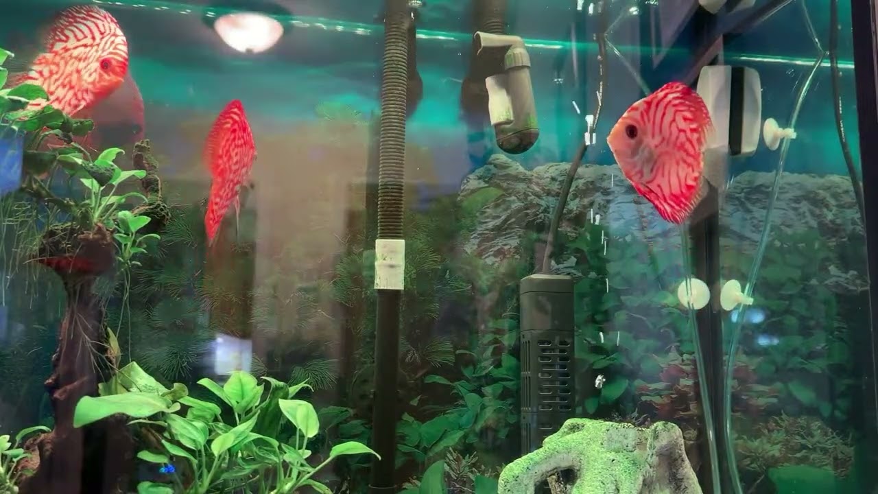 Highlight 36:30 - 41:30 from Nhed Adventures is live!