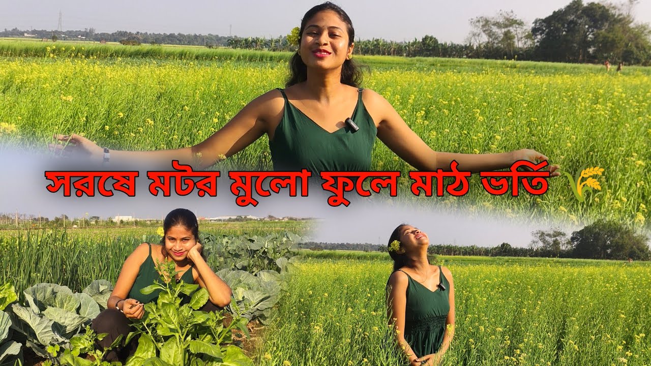 সরষে ক্ষেতের ফুল সব ঝড়ে গিয়ে সরষে হয়েছে 💐 মটর খেতেও খুব মটর শুটি হয়েছে ফুল ঝড়ে গেছে 🌸
