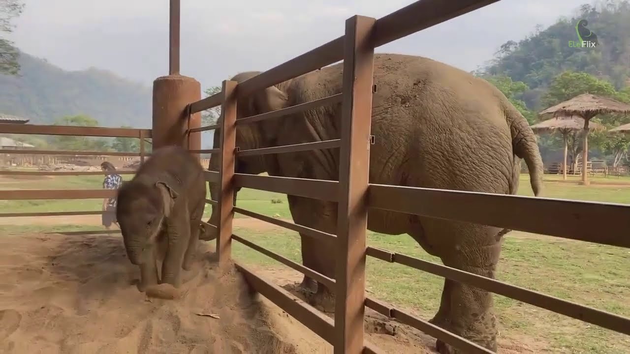 Fah mai visit at Pymai shelter  - EleFlix