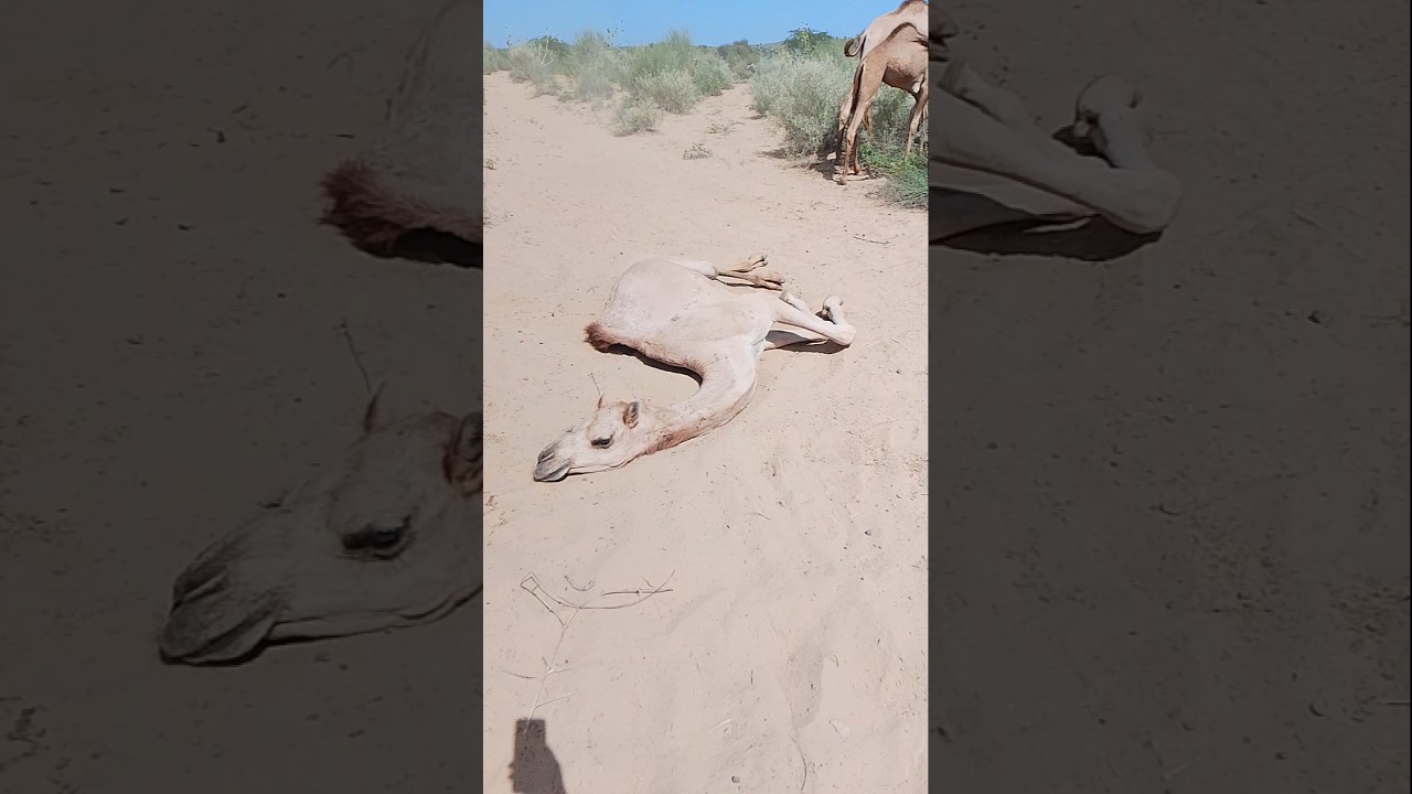 Joyful Camel Rolling in Desert Sand | Thar Desert Vibes