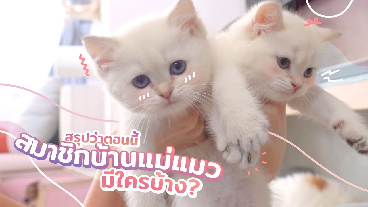 สรุปว่าตอนนี้สมาชิกบ้านแม่แมวมีใครบ้าง?