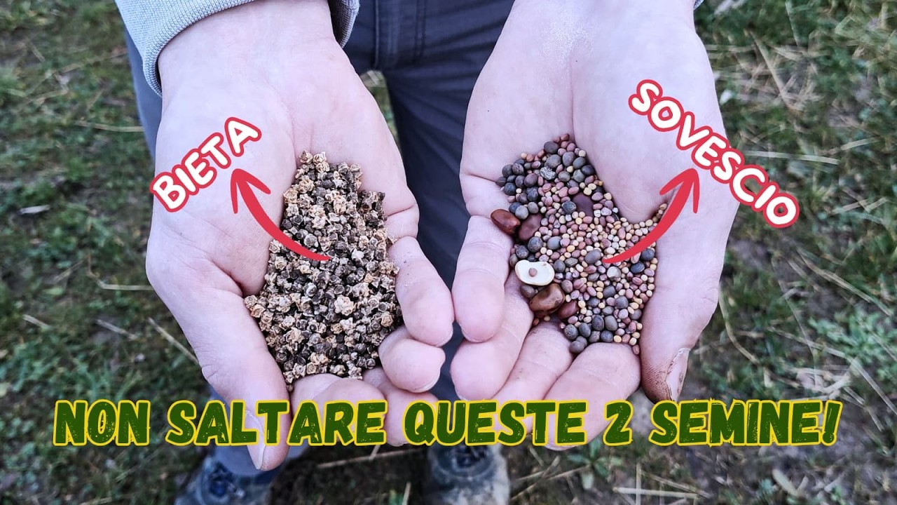 👉 Cosa SEMINARE a FEBBRAIO 🌾 SOVESCIO per Migliorare il Suolo + BIETA nell’ORTO