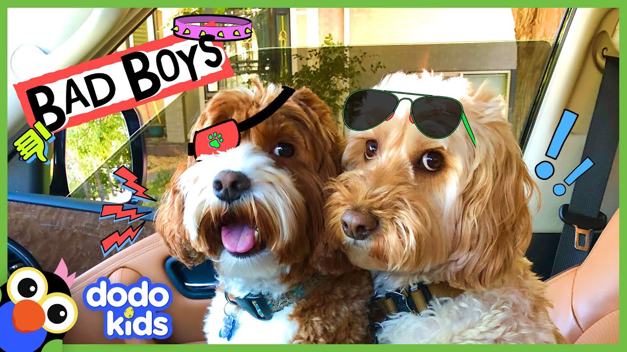 These Two Dogs Are Partners In Crime&hellip;Or Are They? | Animal Videos For Kids | Dodo Kids