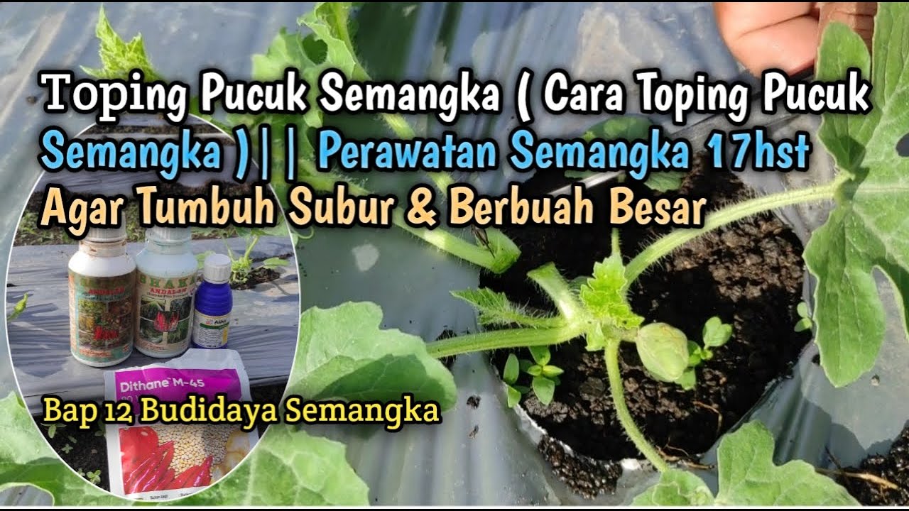 Toping Pucuk Semangka || Perawatan Semangka 16hst Di Lahan Bekas ( Lahan Janda )