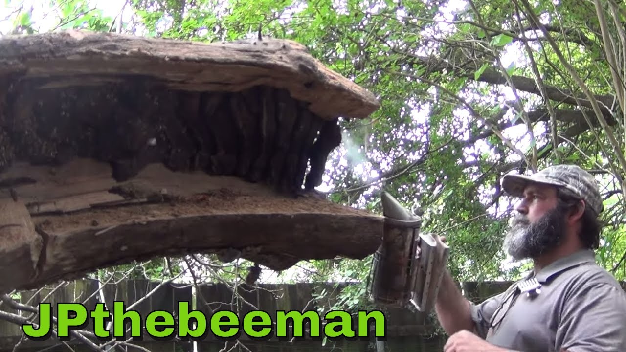 40 Year Old Bee Hive In Ancient Catalpa Tree!