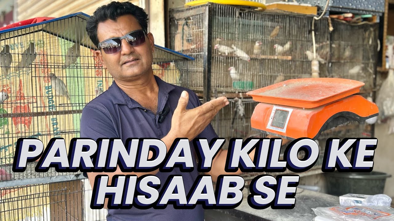 Parinday Kilo Ke Hisaab Se | Parinda Party & Others | 03/11/25 | North Karachi 
