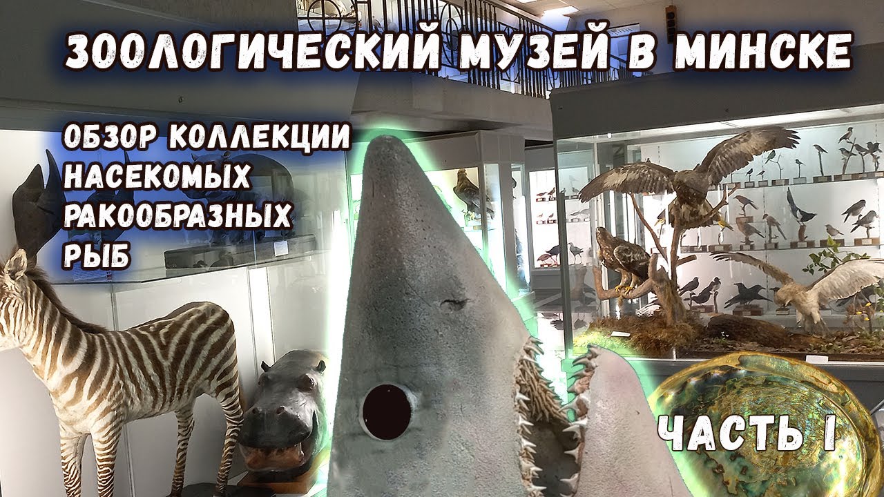 Зоологический музей при БГУ: обзор коллекций насекомых, ракообразных и рыб