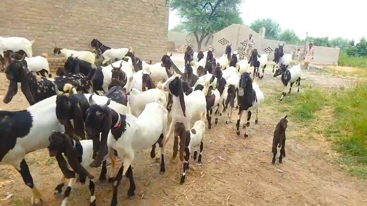 World Biggest Expensive Goat Breed - Modern Goat Farming Technology - Bid Goat In the world