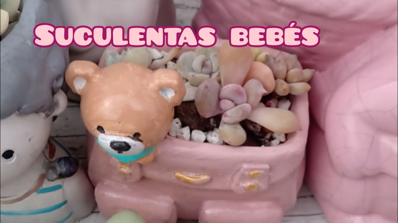 Despidiendo el año mostrando #Suculentas qué e reproducido por corte y por hoja