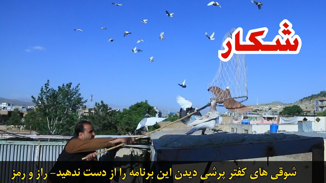 یک شکار جانانه از سر ریز | شوق کفتر پرشی خلیفه مصطفی با شاگردش dove game with khalifa Mustafa n
