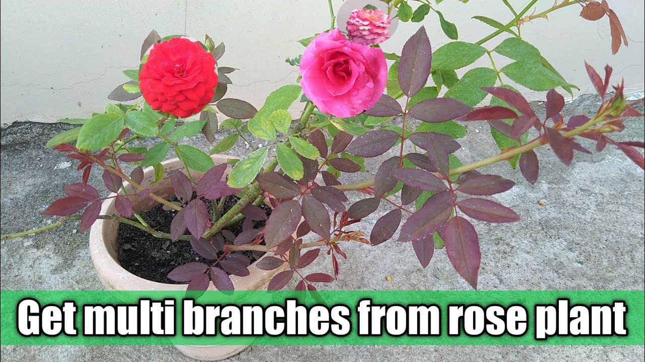 Rose Plant Mein New Shoots Nahi Aa Rahe? Ye Karo