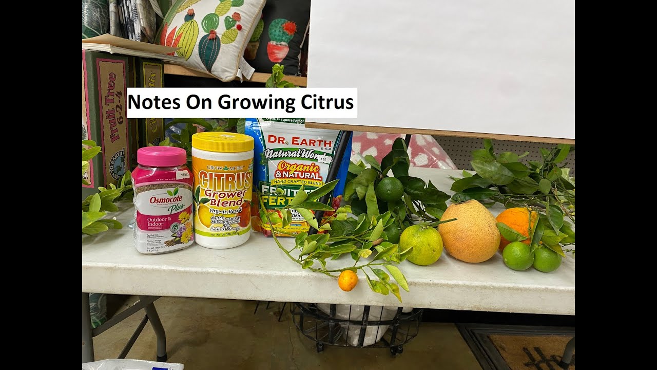 Notes On Growing Citrus