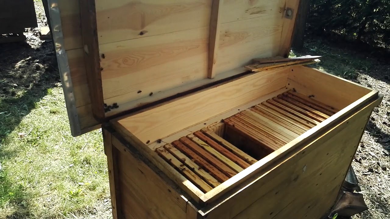 Pasieka Bartnik- Gospodarka w ulu 26 ramkowym dwurodzinnym z wspólną miodnią tzw. ,,UKRAIŃSKI,,