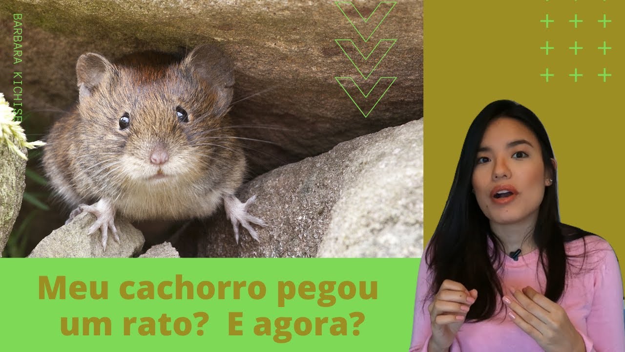Seu Cão Pegou um Rato, E Agora?