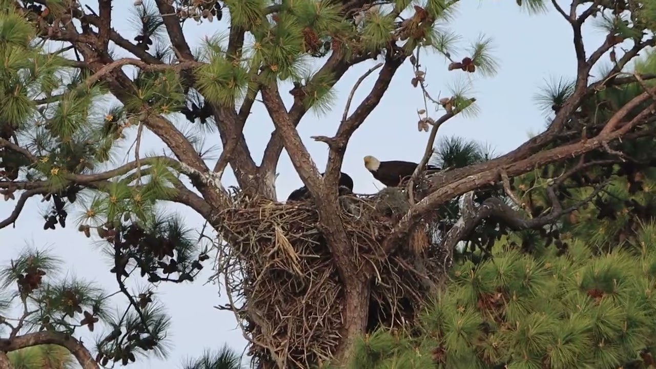 3 1 2024 Bald Eagle Chick First Practice Wing Flapping