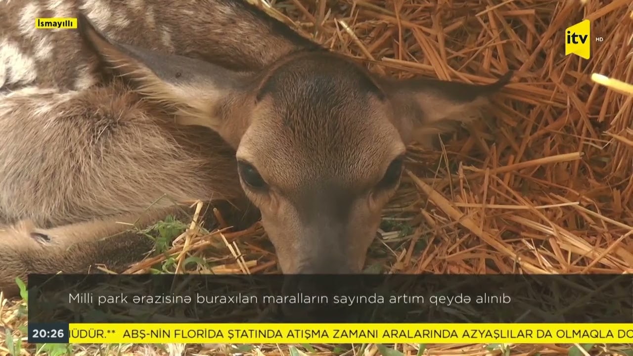 Şahdağ Milli parkının göz oxşayan maralları