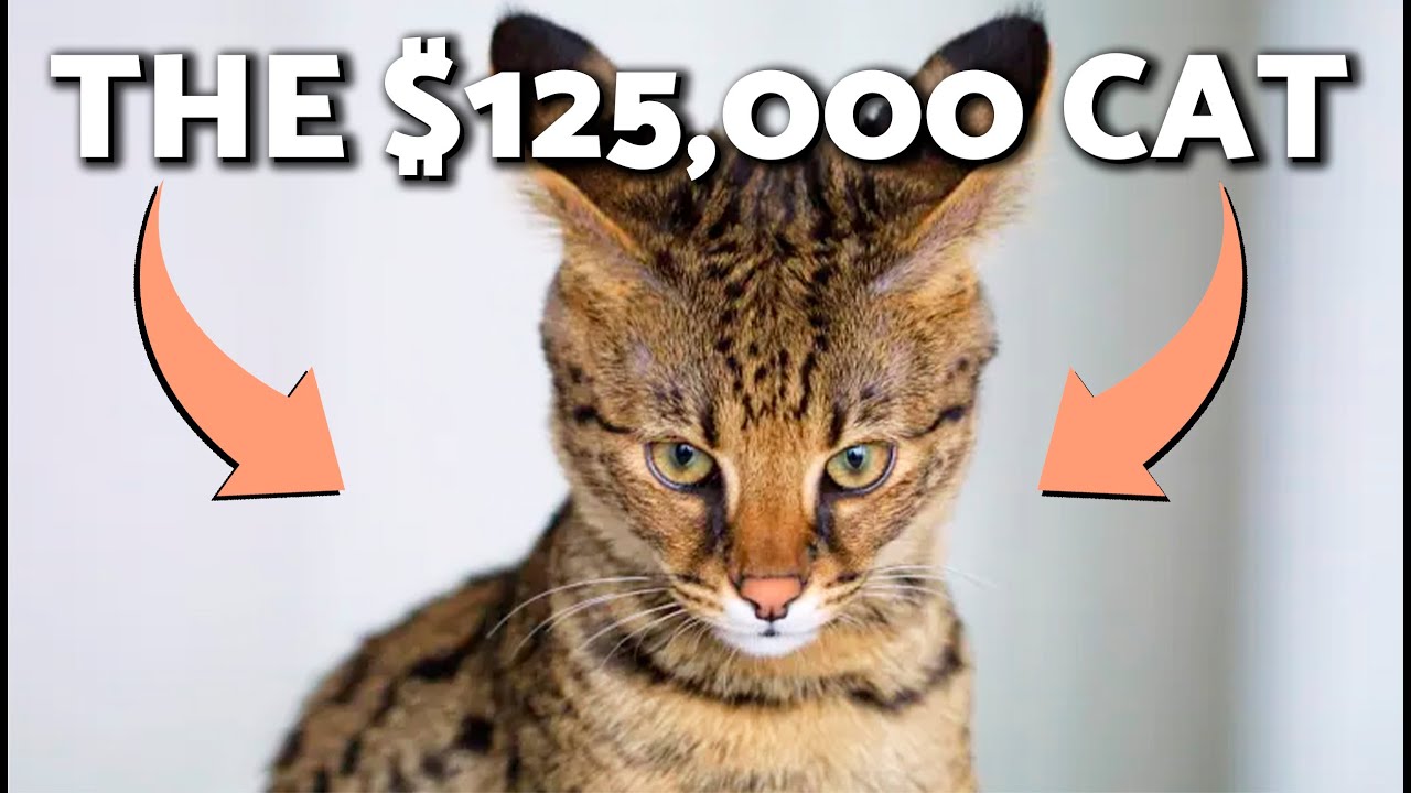 The 10 MOST EXPENSIVE CATS in the WORLD🙀 | WHY YOU SHOULDN'T PAY