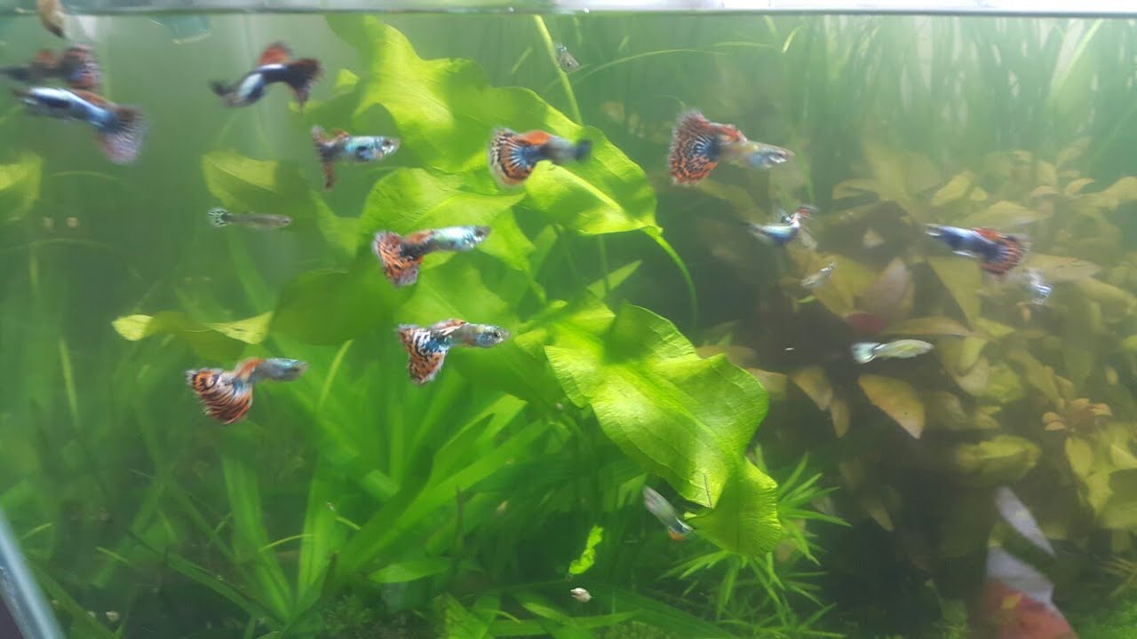 SELEÇÃO GENÉTICA DE GUPPYS - Tenha peixe guppies lindos! GENETIC SELECTION OF GUPPYS