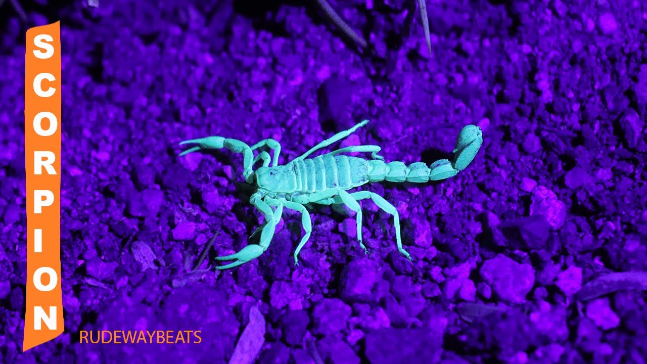 Scorpion - Rudewaybeats - (Trap Instrumental)