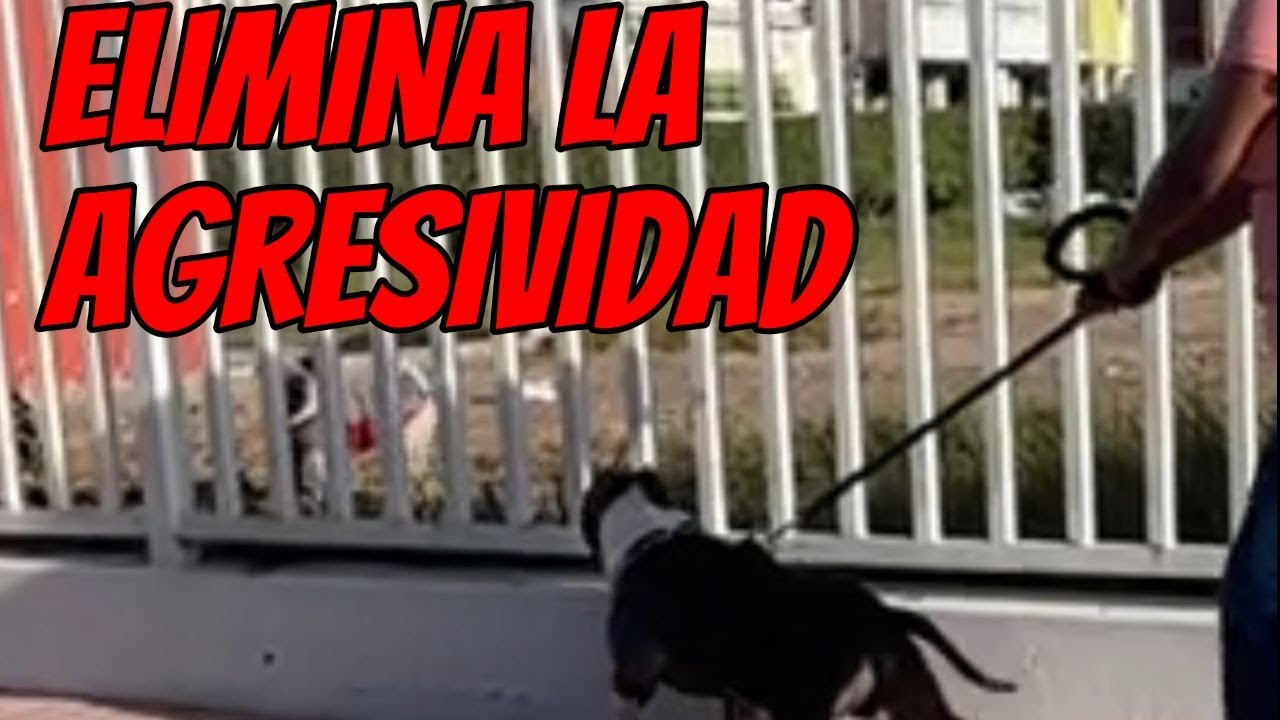 CRIANZA Y BUENA EDUCACION PARA UN AMERICAN BULLY O PITBULL